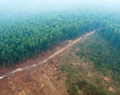 Здесь хозяин китаец: за юани Китай активно вырубает леса Сибири