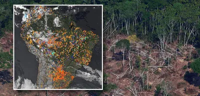 Эксперт \"РГ\" рассказал, как остановить уничтожение лесов - Российская газета