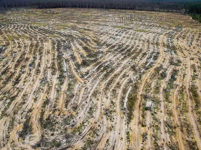 Вырубки леса в Сибири (Много фото) - treepics.ru