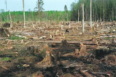 Вырубки леса в Сибири китайцами (Много фото!) - treepics.ru