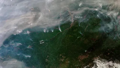 Президент В. Путин дал комментарии по фактам беспощадной вырубки леса. |  Прытковщина | Дзен