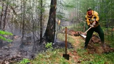 Спасти российский лес: власть борется с вырубками или делает вид?