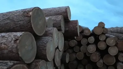 Турчак предложил реформу системы борьбы с лесными пожарами — РБК