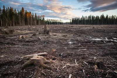 Вырубленный лес - 70 фото