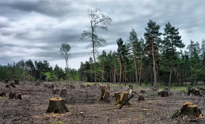 Вырубленный лес взяли под охрану