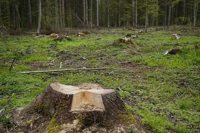 Вырубка лесов в Сибири (60 фото) - 60 фото