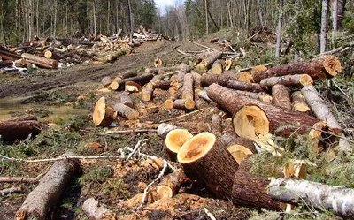 Чиновники не увидели леса на Брянщине