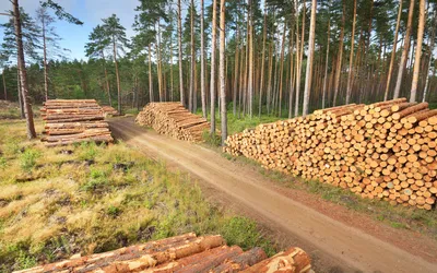 Камчатке лесозаготовителя заставили восстановить варварски вырубленный лес  | ОБЩЕСТВО | АиФ Камчатка