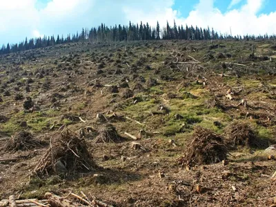 вид с воздуха вырубленный лес. уничтожение лесов и вырубка деревьев. леса  исчезают. экологическая и экологическая Стоковое Фото - изображение  насчитывающей пиломатериал, противозаконное: 228376080