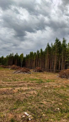 Экологи проследили поставки срубленного защитного леса из Сибири до IKEA |  РБК Тренды