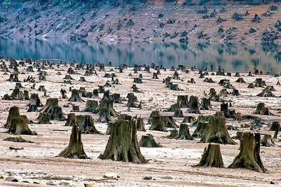 Вырубленный лес (94 фото) - 94 фото