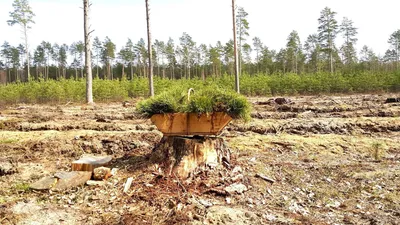 Незаконно вырубленная древесина в Карпатах используется для мебели IKEA –  СМИ: читать на Golos.ua