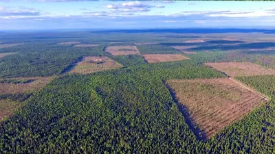 Вырубленный лес в 2023 г | Лес, Природа, Береза