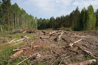 Вырубленный лес Карелии
