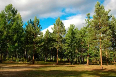 Очистить Вырубленный Лес — стоковые фотографии и другие картинки Pinaceae -  Pinaceae, Без людей, Бревно - iStock