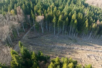 Щепки летят: в Европе вырубают леса - 18.10.2022, Sputnik Латвия