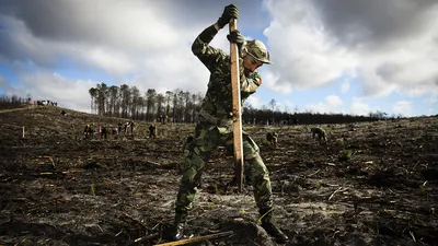 Лес рубят – люди бузят: Вслед за Башкирией в Якутии назревает свой узел  экологической напряженности - Новости Якутии - Якутия.Инфо