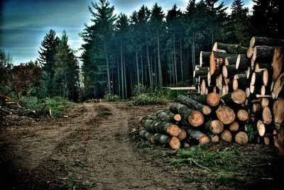 Вырубленный лес в Алтайском крае обязаны будут восстановить | ТОЛК | Дзен