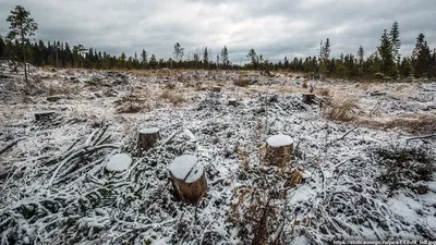 Тут должны быть деревья: как на Земле восстанавливают вырубленные леса и  кто этим занимается в России