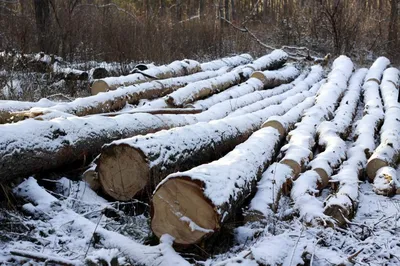 Депутат заплатит миллион за незаконно вырубленный лес - Происшествия -  Newsler.ru