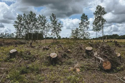 Лес рубят – совы, косули и медведи летят | greenbelarus.info