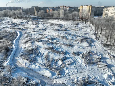Прокуратура требует восстановить вырубленный частными организациями  владимирский лес - новости Владимирской области