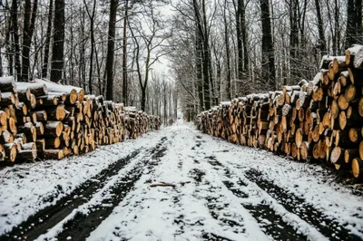 вырубленный лес | Парма-Новости