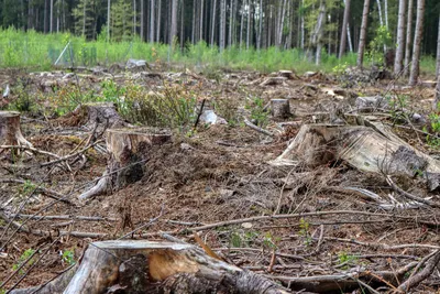 Частично вырубленный зимний лес в …» — создано в Шедевруме