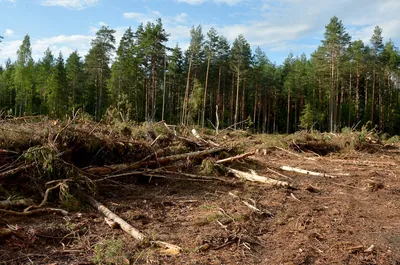 У пожилой женщины на Хийумаа украли лес на сумму превышающую 100 000 евро |  Эстония | ERR