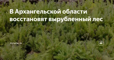 Приперли к шведской стенке. Древесина с самой большой незаконной рубки леса  в России уходила ведущему мировому производителю мебели – IKEA.  Рассказываем, как — Новая газета