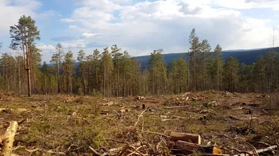 Идти не лесом: кто вырубает сотни деревьев в Первомайском районе - KP.RU