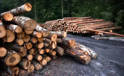 Житель севера Омской области выплатил больше миллиона за вырубленный лес -  Лента новостей Омска