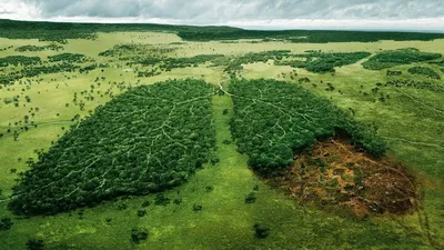 Фотофакт: вырубленный лес в Свентской волости