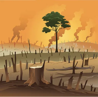 Камчатская прокуратура обязала предпринимателя восстановить вырубленный лес  | ОБЩЕСТВО | АиФ Камчатка