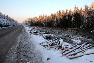 В Архангельской области восстановят вырубленный лес | Регион 29 | Дзен