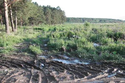 Вырубленный лес в Зашекснинском районе стал пристанищем для наркоманов |  23.10.2023 | Череповец - БезФормата