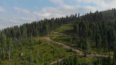 Глядя на вырубленный лес ниже Латтербарроу, район озера Стоковое  Изображение - изображение насчитывающей смотреть, неровно: 156568105