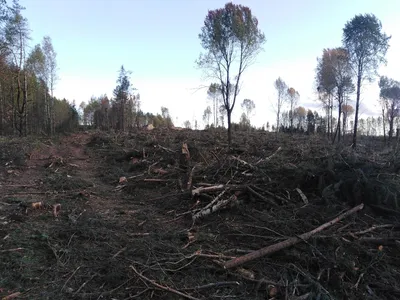 До слез жаль вырубленный лес!»: жители Чепецкого района об исчезнувших  деревьях