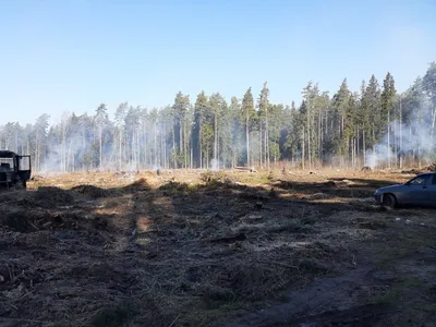 У села Бутор вырублен лес. — ЭкоПМР