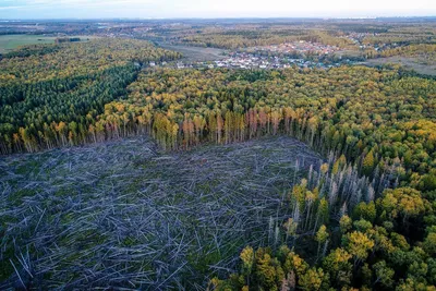 Вырубленный лес в Алтайском крае обязаны будут восстановить | ТОЛК | Дзен
