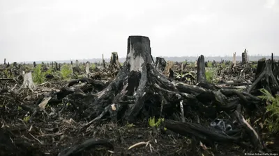 WWF узнал, потребности каких стран ведут к уничтожению лесов – DW –  14.04.2021