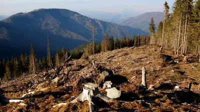 IKEA могла использовать для производства мебели незаконно вырубленный лес |  ИА Красная Весна