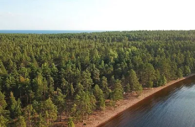 Фото Скандинавское шоссе, вырублен лес — Канонер