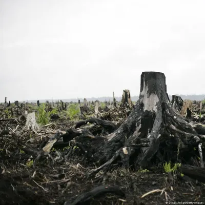 Острый угол. Как лес стал полем и вырублен с ущербом стране в 3,4 млрд.  рублей