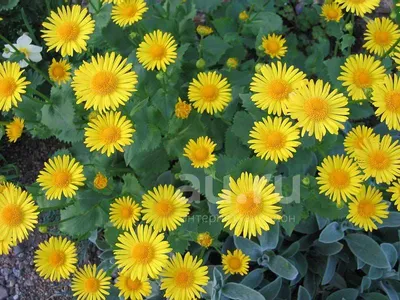 Дороникум (высокие крупные желтые ромашки) — купить в Красноярске. Садовые  цветы на интернет-аукционе Au.ru