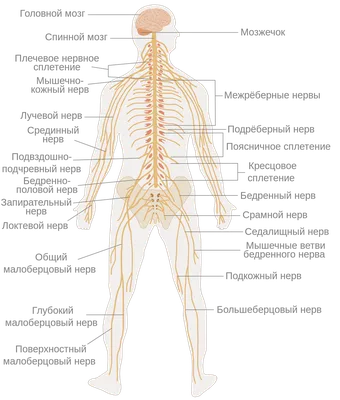 Экзема: причины, чем лечить и мазать, как выглядит экзема на руках, ногах,  лице и пальцах