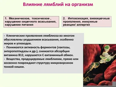 Лямблиоз у детей: современное состояние проблемы – тема научной статьи по  клинической медицине читайте бесплатно текст научно-исследовательской  работы в электронной библиотеке КиберЛенинка