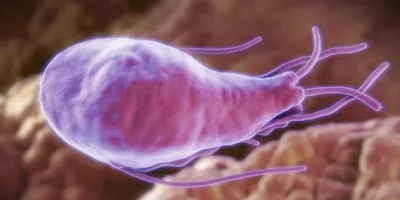 Ученые: паразиты-лямблии \"взламывают\" наши клетки - BBC News Русская служба