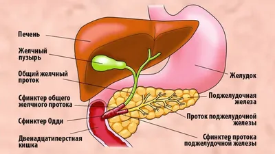 Лечение острого панкреатита в Москве | Острый панкреатит: причины,  симптомы, последствия, осложнения, диагностика