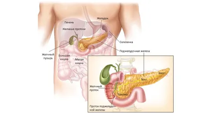 Диета при панкреатите: что едят при панкреатите поджелудочной железы